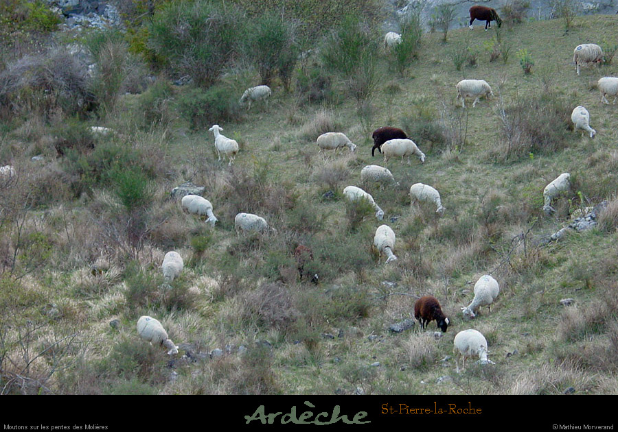 20030404_stpierrelaroche_vallee_moutons_1
