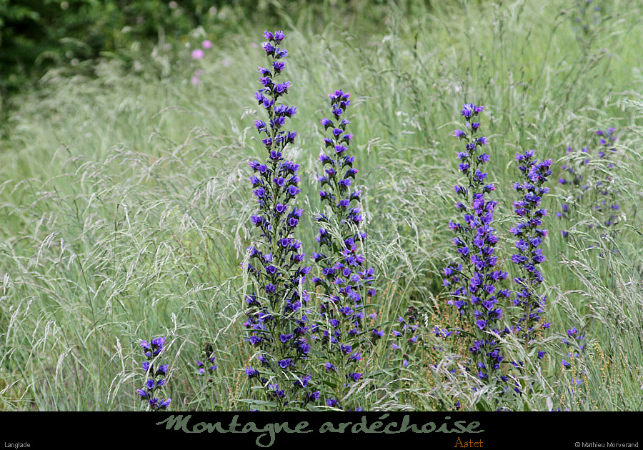 20120606_astet_langlade
