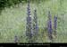 20120606_astet_langlade