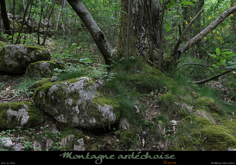 20150519_mayres_boisdurieu
