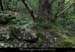 20150519_mayres_boisdurieu