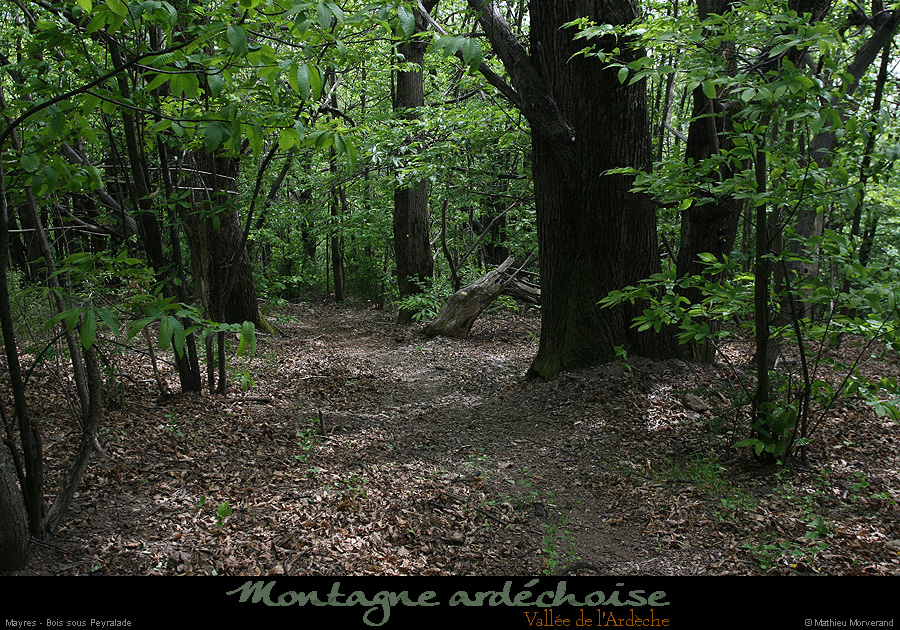 20140513_mayresboisspeyralade1