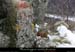 20041231_serredumouton_pentessud_bornesentier