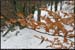 20041231_vallondesriailles_boisdusapet