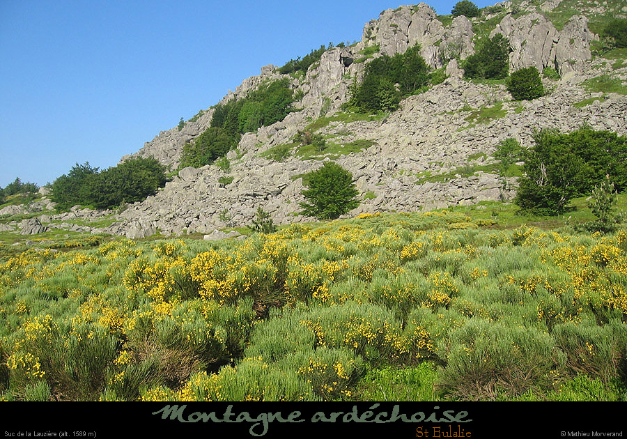 20090618_steulalie_sucdelalauziere