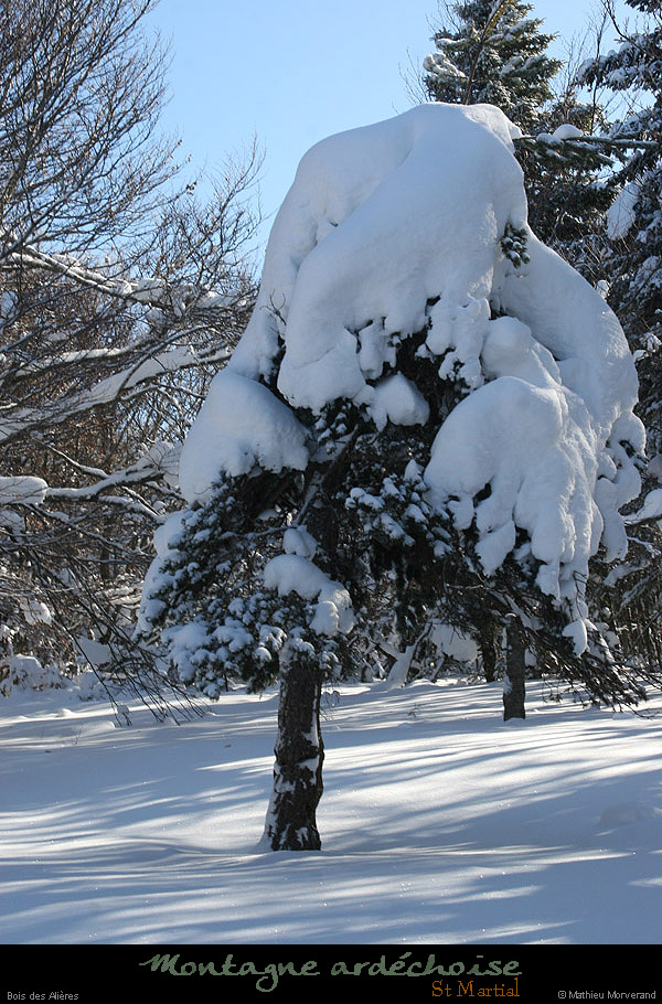 20100131_boisdesallieres01