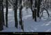 20100131_boisdesallieres09