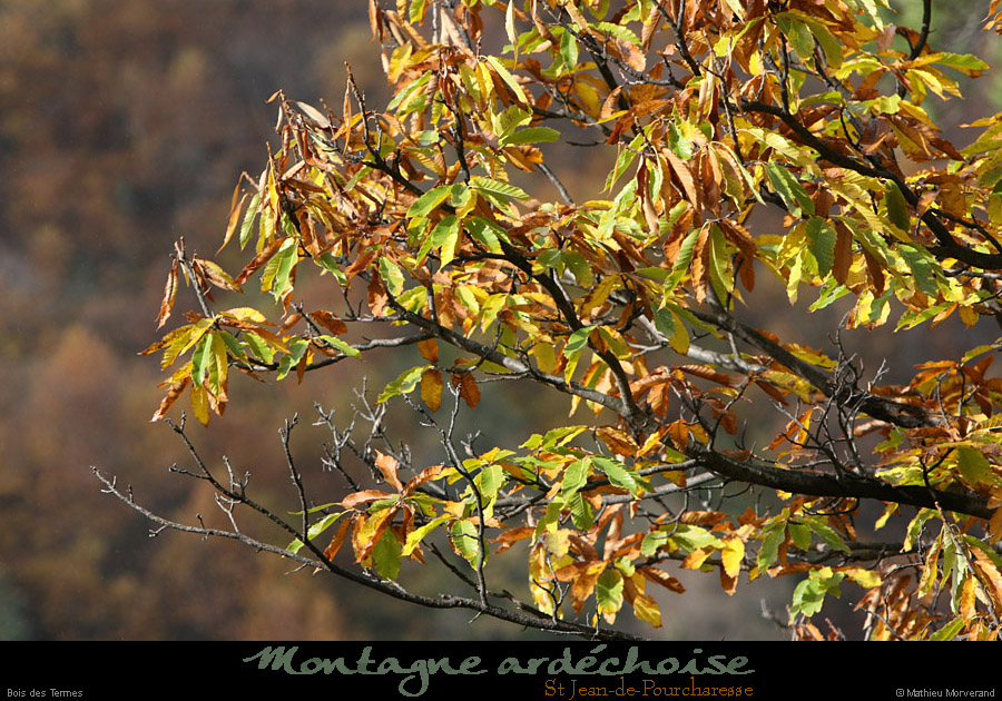 20101110_stjeanpourcharesse_bois1