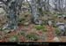 20041111_rocherdabraham_sentiersud_vegetation_1