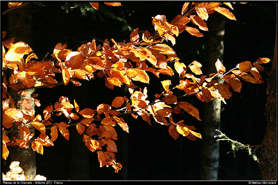 20051023_chavade