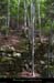 20030728_canyonborne_foret