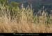 20210904_chamier_penteslarode1