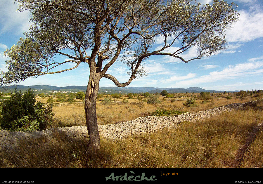 20130825_joyeuse_grasdelaplainedemures6