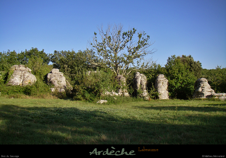 20080821_boissauvage