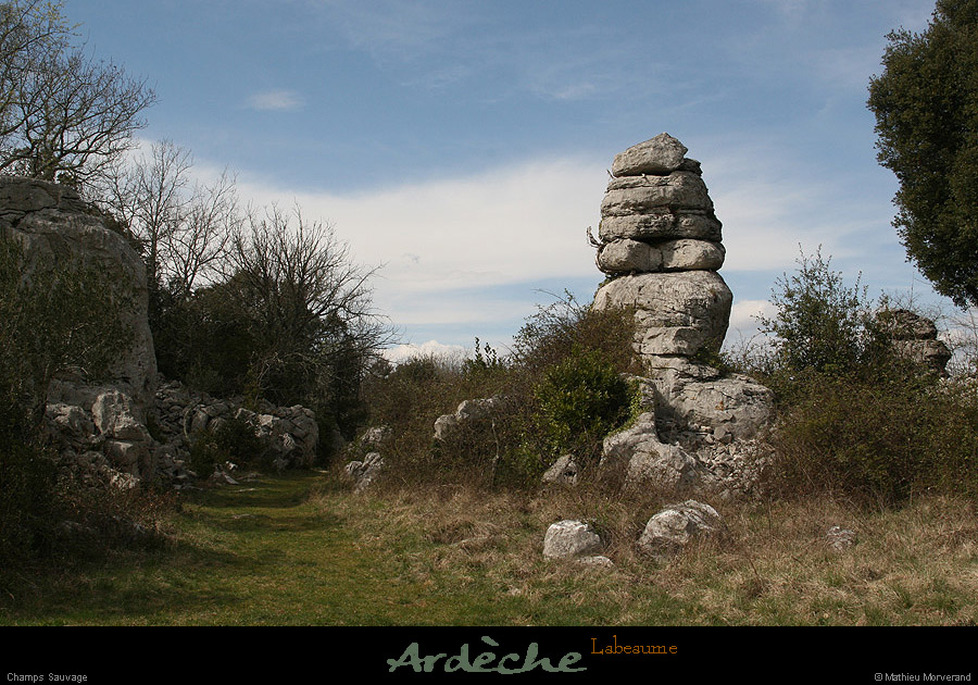 20090329_labeaume_champsauvage6