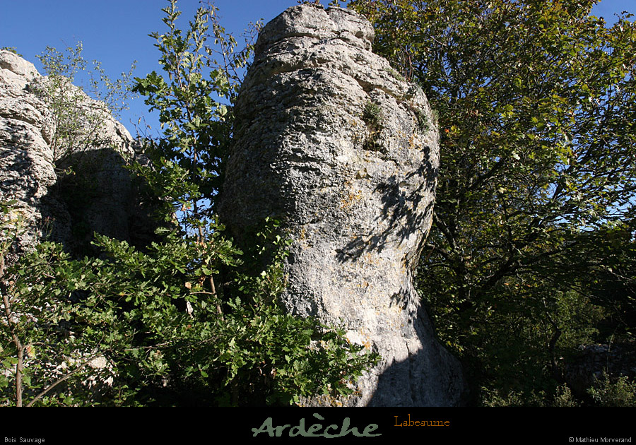 20100919_labeaume_boissauvage02