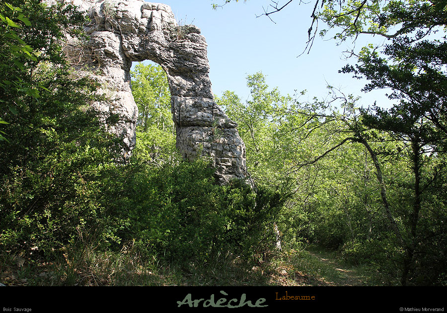 20110417_labeaume_boissauvage4