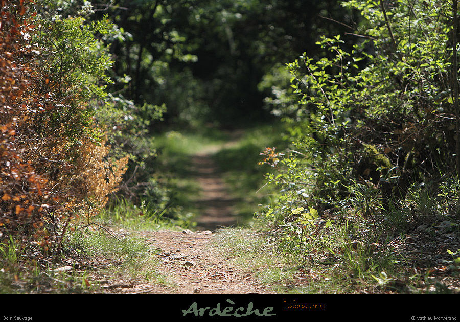 20110417_labeaume_boissauvage6