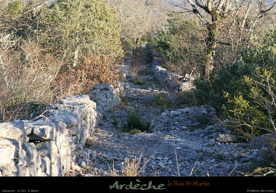 20090315_boisstmartin_sentier02