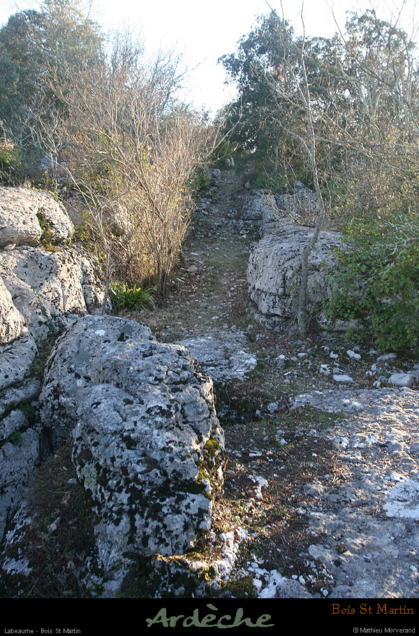 20090315_boisstmartin_sentier04
