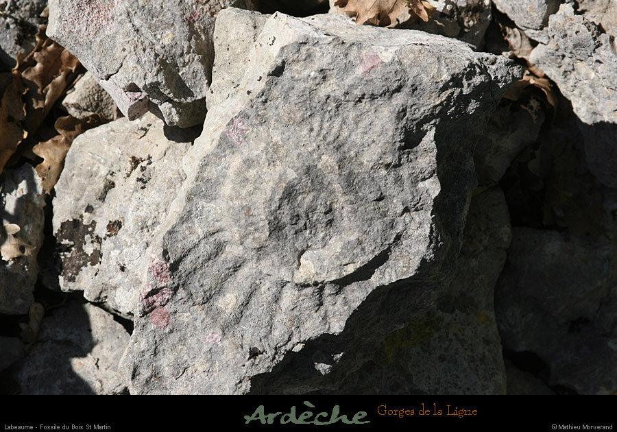 20090718_boisstmartin_fossile