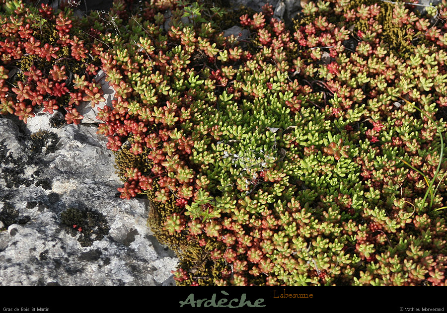 20130416_labeaume_boisstmartin_fleur1