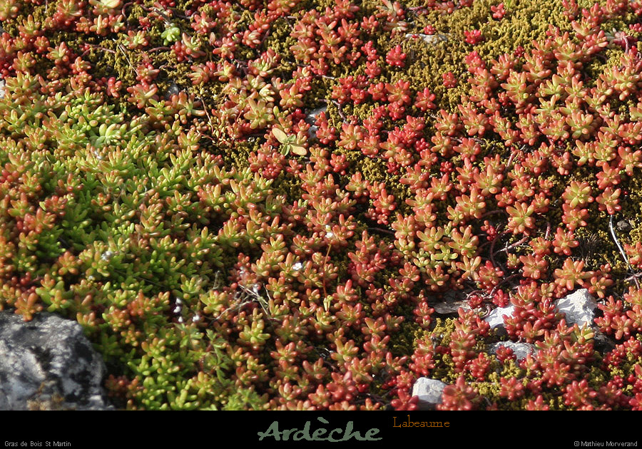 20130416_labeaume_boisstmartin_fleur2