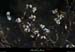 20130331_labeaume_chapias_bois_fleurs2