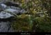 20130331_labeaume_chapias_bois_polypodes
