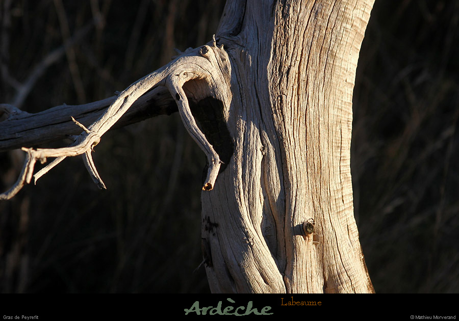 20131208_labeaume_grasdepeyrefit2
