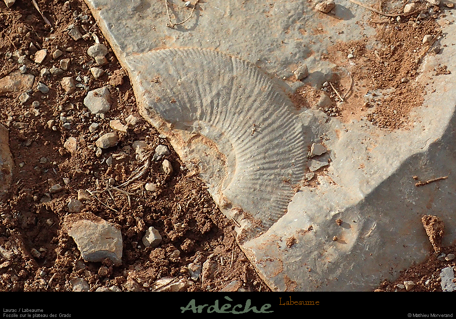 20171220_gradsllabeaume_fossile
