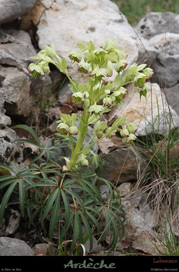 20130406_labeaume_rancdebise_vegetation4