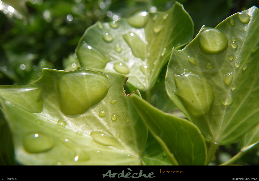 20110531_labeaume_recatadou_plante