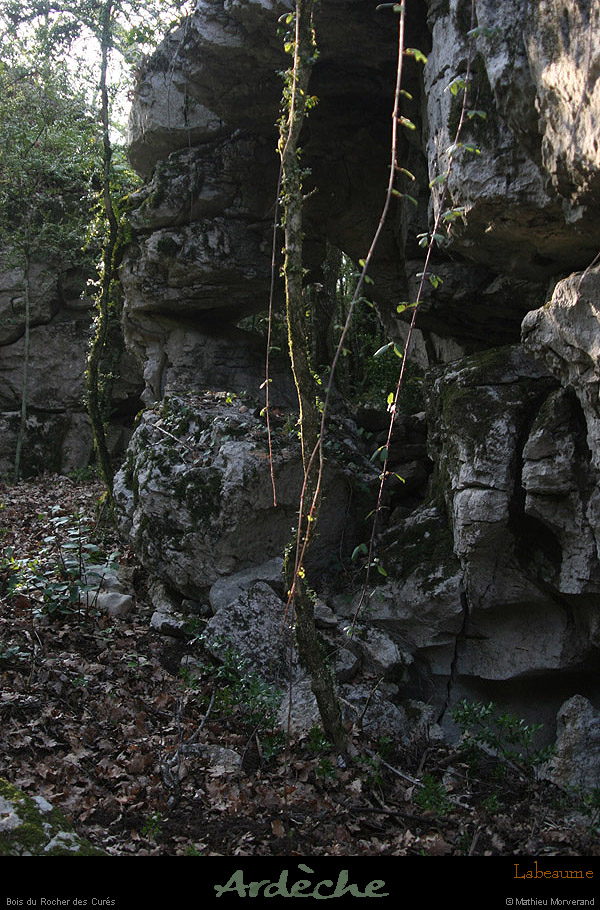 20130331_labeaume_chapias_bois_chaos06
