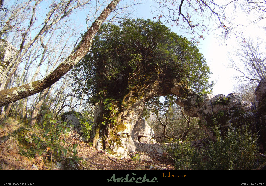 20130401_labeaume_boisdurocherdescures_arche1