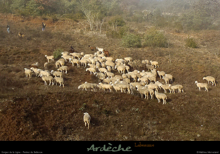 20121216_labeaume_pentesbellevue_moutons2