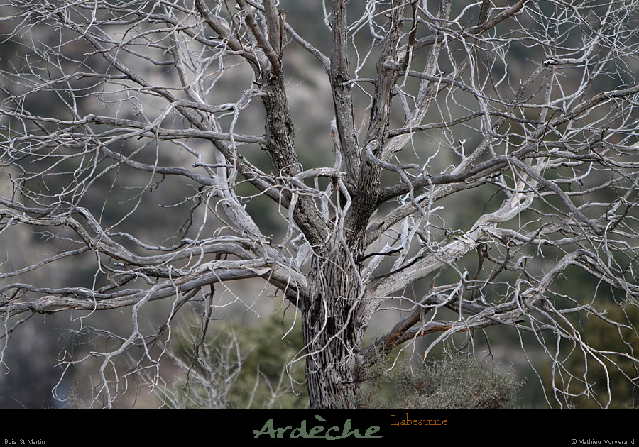 20130127_labeaume_boisstmartin_pentesdevignevieille2