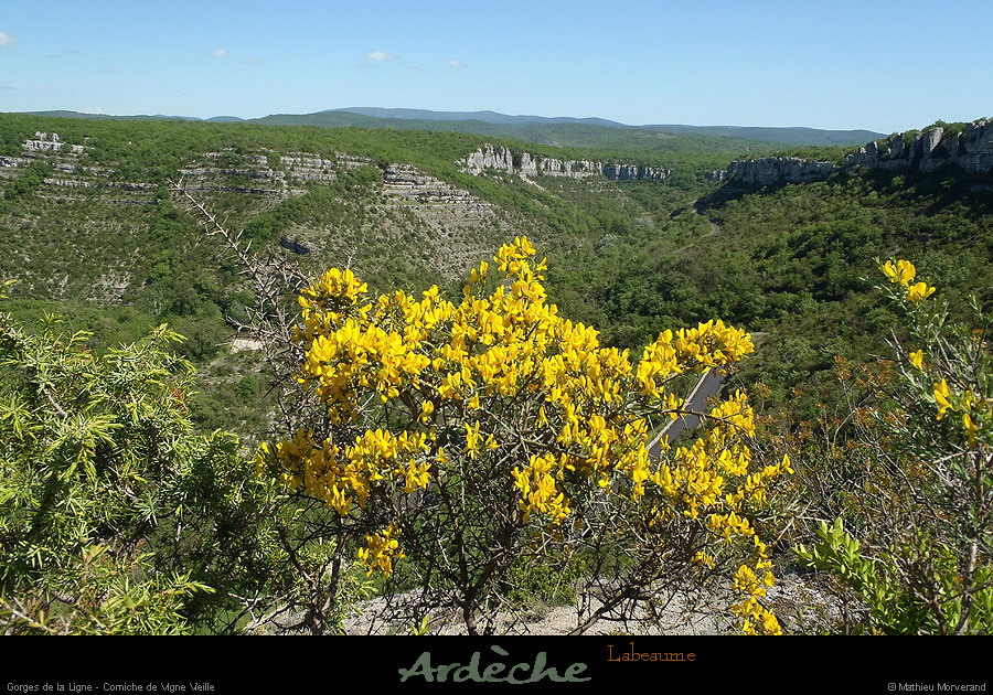 20130510_labeaume_cornichevignevieille1