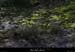 20121231_labeaume_boisdevignevieille1