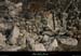 20121231_labeaume_boisdevignevieille4