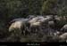 20121231_labeaume_vignevieille_moutons2
