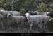 20121231_labeaume_vignevieille_moutons3
