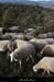 20121231_labeaume_vignevieille_moutons4