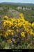 20130510_labeaume_cornichevignevieille3