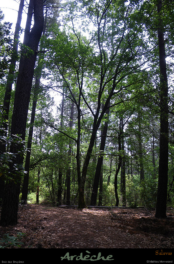 20100528_salavas_boisdesbruyeres3