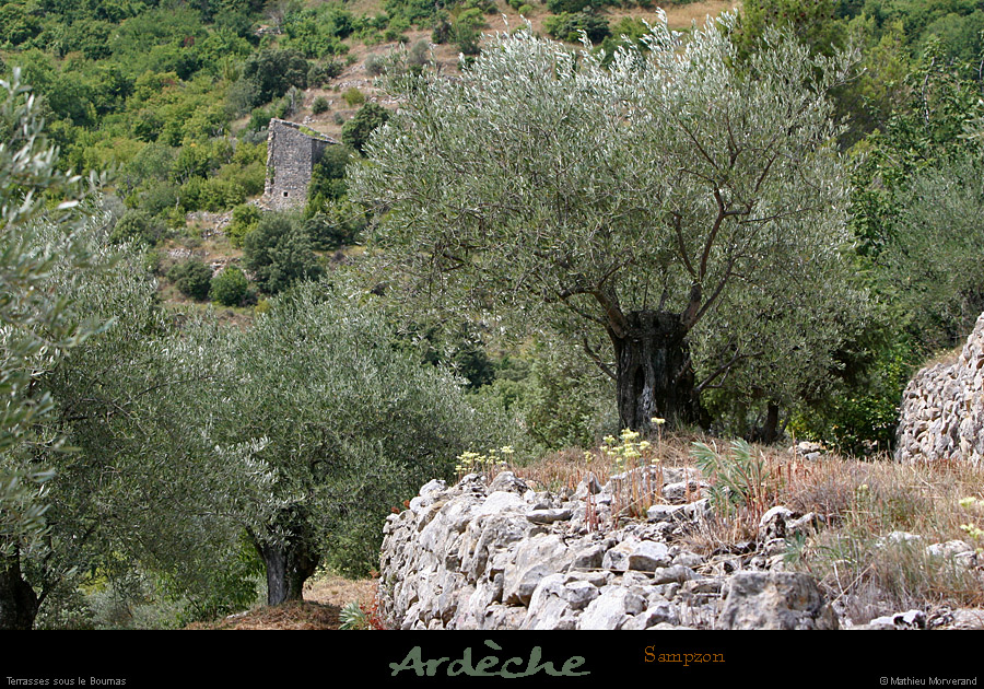 20050710_pentesdesampzon_oliviers_1