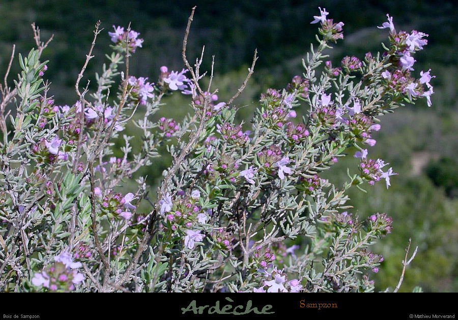 20010408_boisdesampzon_thymenfleurs_1