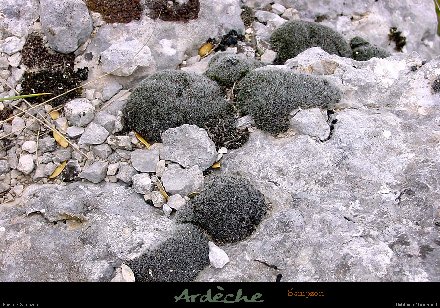 20010429_boisdesampzon_lichensnoirs
