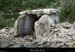 20180508_dolmenfontgrazeb2