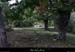 20120930_stalban_terrassesdechampagnac_chataigners1